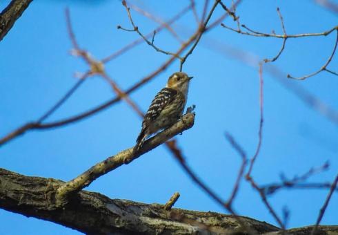 Photo, kogera, small woodpecker, woodpecker, 
