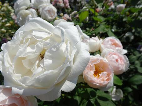 薔薇 薔薇の写真