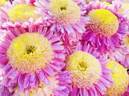 ピンクのポンポン菊 きれい,鮮やか,自然の写真素材