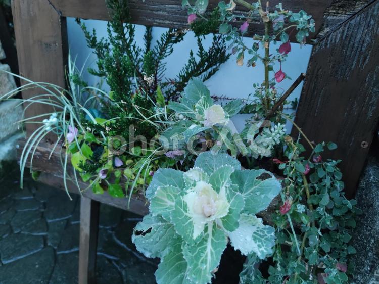 雨に濡れる寄せ植え ガーデニング,きれい,かわいいの写真素材