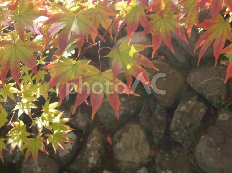 京都　秋の風景　紅葉 京都,秋,紅葉の写真素材