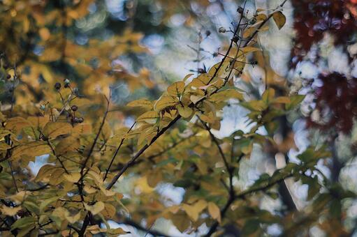 紅葉 紅葉の写真
