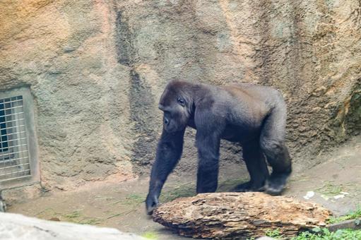 ニシゴリラ ニシゴリラの写真