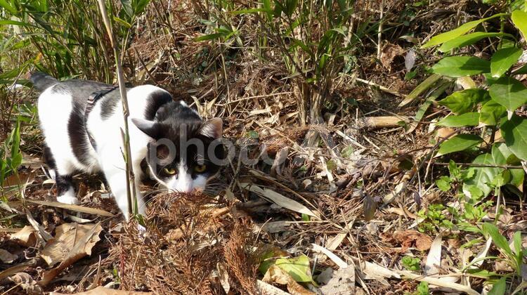 猫の散歩「前向き」 猫,ねこ,ネコの写真素材