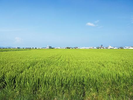 一面の田んぼ 一面の田んぼ 田舎,夏,田んぼの写真素材