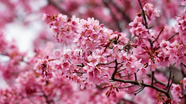 早咲きで濃いピンク色のオカメザクラ オカメザクラ,桜,濃いピンクの写真素材