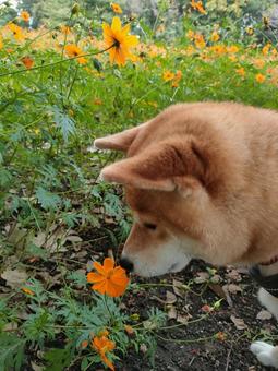 コスモスをクンクンする柴犬! コスモスをクンクンする柴犬! 犬,シバ,柴犬の写真素材