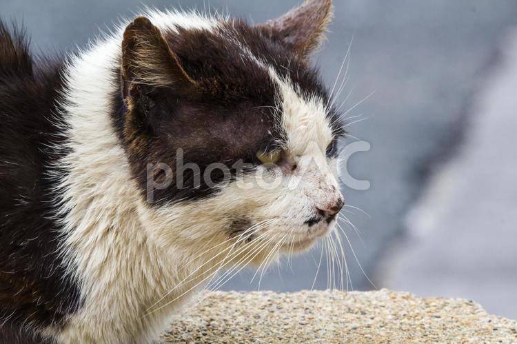 野良猫4 猫,野良猫,動物の写真素材