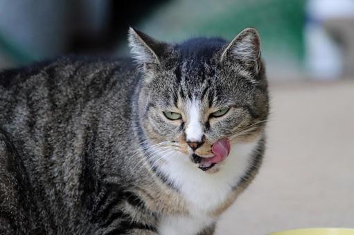 Clean your mouth with your tongue after eating, JPG