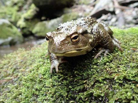 十津川のナガレヒキガエル カエル,生き物,両生類の写真素材