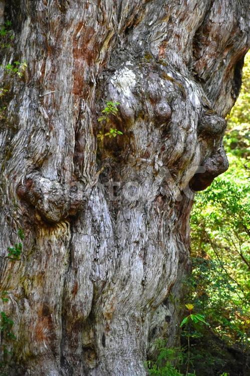 太古の巨木 縄文杉のズーム写真 縄文杉,屋久杉,巨木の写真素材