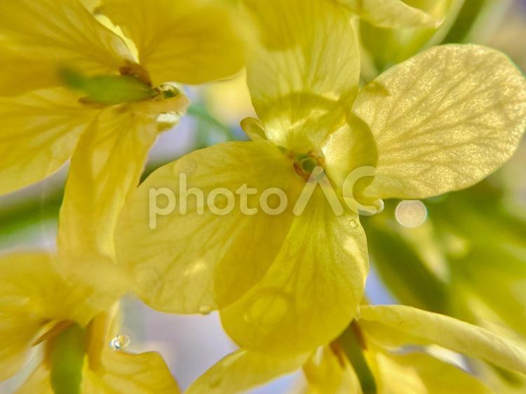 なばなとみずしずく001 菜花,アップ,マクロの写真素材