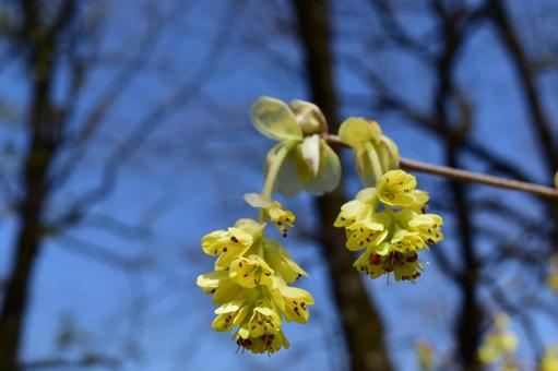 花② 花②の写真