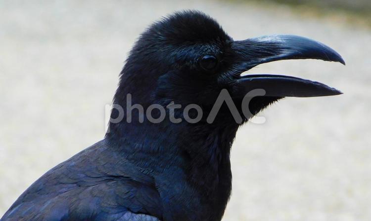 くちばしが開いたカラスの横顔　アップ カラス,からす,アップの写真素材