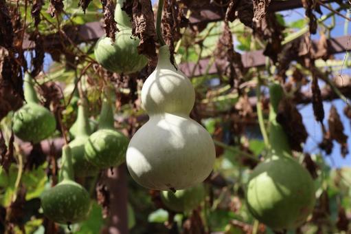 瓢箪にたくさんの実がなる棚の風景 瓢箪,たくさん,実の写真素材