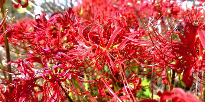 Red spider lily, JPG Red spider lily, JPG
