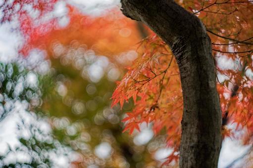 紅葉の木と玉ボケ 紅葉,秋,カエデの写真素材
