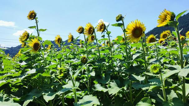 夏を抱きしめる花畑 夏を抱きしめる花畑の写真