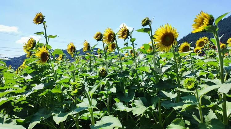 夏を抱きしめる花畑 ひまわり,洲原ひまわりの里,黄金色の花畑の写真素材