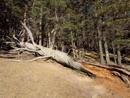 自然に返る朽ちた倒木　カナダ 倒木,森林,樹木の写真素材