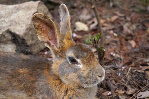 広島県大久野島の茶色いウサギ4 うさぎ,フリー素材,卯の写真素材