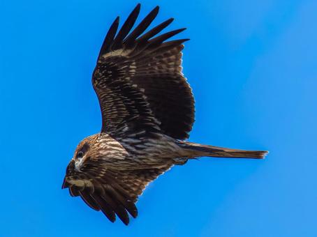 空を飛ぶトビ トビ,鳶,野鳥の写真素材