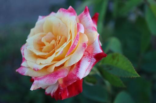 バラ園で鮮やかな色の薔薇を撮りました バラ園で鮮やかな色の薔薇を撮りましたの写真