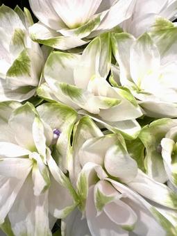クルクマアップ クルクマアップ クルクマ,花,アップの写真素材