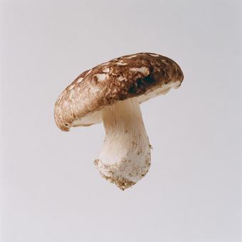 和食イメージに使えるキノコ単体の写真