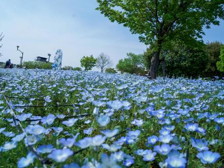 Nemophila blue flowers, JPG