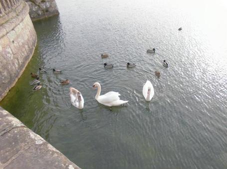 白鳥と鴨の写真