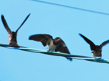 羽ばたく練習をする燕の子 羽ばたく練習をする燕の子 燕,鳥,渡り鳥の写真素材
