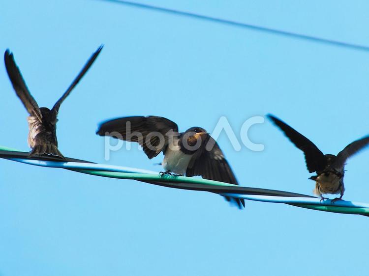 羽ばたく練習をする燕の子 燕,鳥,渡り鳥の写真素材