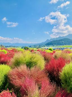 コキア畑 コキア,あそ望の郷くぎの,晴れの写真素材