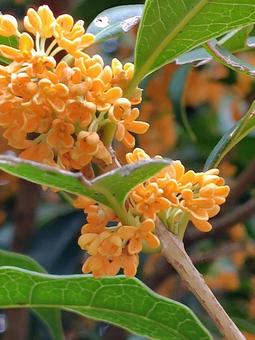 金木犀1 金木犀1の写真