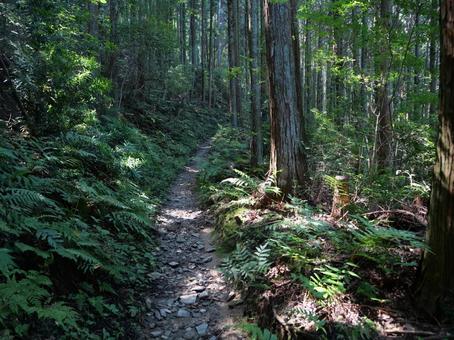 高野山 町石道 高野山 町石道の写真