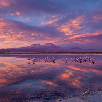 フラミンゴが彩る雨上がりの絶景 フラミンゴが彩る雨上がりの絶景の写真