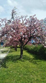 八重 桜 八重 桜の写真