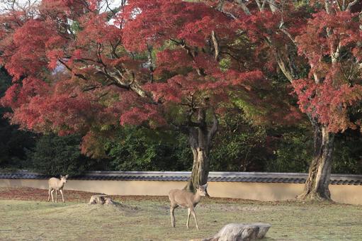 紅葉　鹿　庭園　奈良公園 奈良公園,紅葉,奈良の写真素材