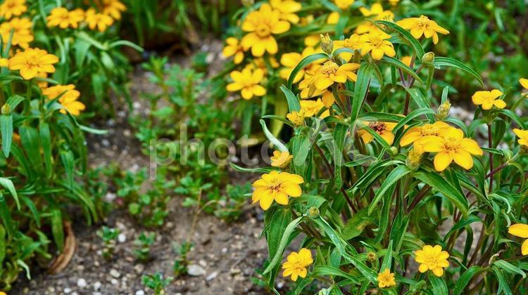 満開の黄色いジニア（百日草） ジニア,百日草,ヒャクニチソウの写真素材