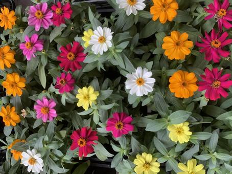 ジニア 花 ジニア 花 ジニア,花,ガーデニングの写真素材