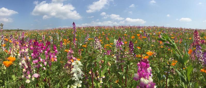 花畑 パノラマ 花畑 パノラマの写真