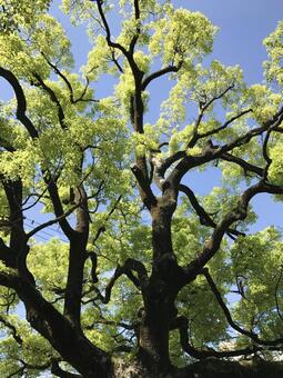 青葉茂る２の写真