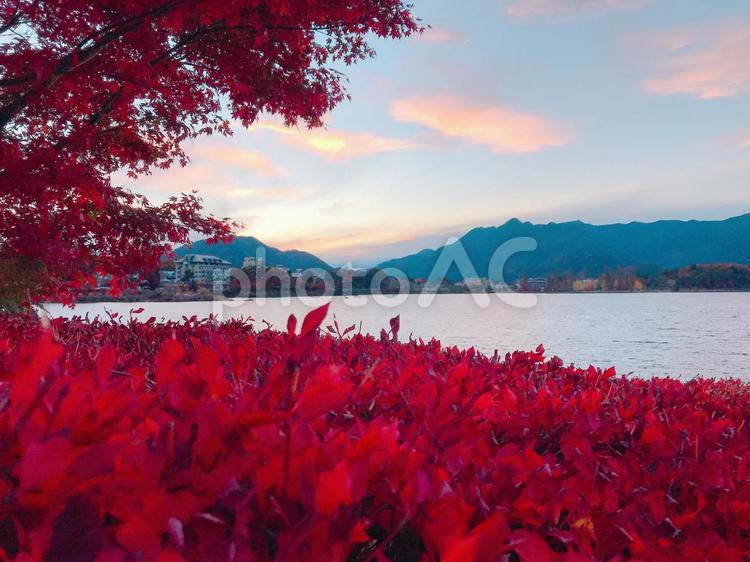 河口湖の紅葉と夕焼け 河口湖,紅葉,もみじの写真素材
