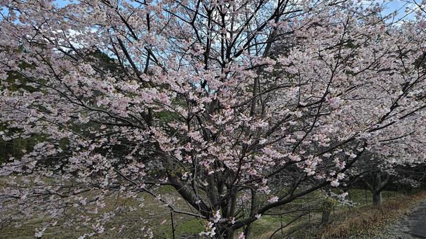 桜の木 5 桜の木 5の写真