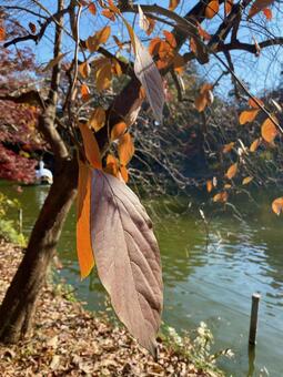 葉 葉,紅葉,木の写真素材