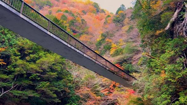 紅葉と橋 秋,もみじ,グラデーションの写真素材