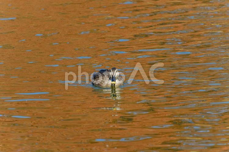 秋色に染まる池を泳ぐカルガモ カルガモ,鳥,野鳥の写真素材