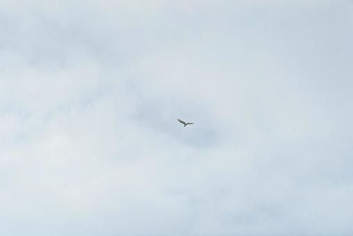大空を優雅に舞うコサギ 大空を優雅に舞うコサギの写真