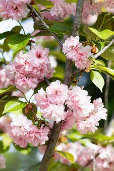 満開の八重桜 満開の八重桜 八重桜,桜,春の写真素材